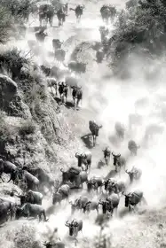 Zhu, Hua: Great Migration