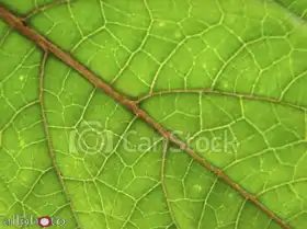Unknown: Leaf tissue