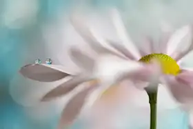 Westum, Heidi: Tiny duo