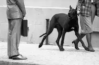 Matthes, Dieter: Great dane bodyguard (from the series Boy meets girl)