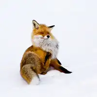 Lindström, Pia: Winterfox
