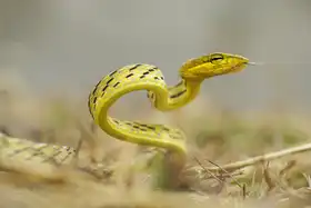 Phat, Tan Dao: Snake in vietnam
