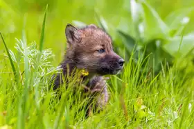 Centioli, Mike: Young Wolf