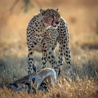 SAFFAR, AL AHMAD: cheetah