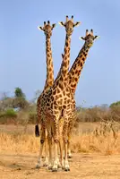 Ortega, Xavier: Three Headed Giraffe