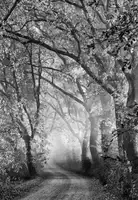 Kreiten, Mike: Tuscan Dream Alley
