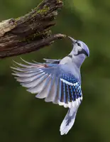 Costina, Mircea: Blue Jay in Flight