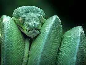 Yan, Hidayat: snake (GTP / Green Tree Python)