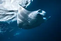 Gabriel, Barathieu: Flying Manta ray