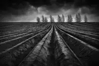Apers, Marc: Flanders Fields III