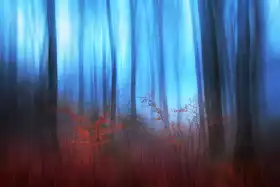 Davidsson, Gustav: Eerie Woods