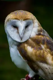 Bozzard, Edward: Tawny