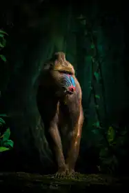 Yunta, Isma: trees and beasts!