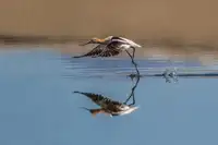 Ju, Jerry: Stilts & Avocets