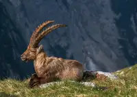 Krivec, Ales: Alpine Ibex