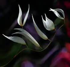 Dufour, Thierry: Pastoral symphony...