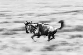 AlMarhoun, Hani: The Wildebeest