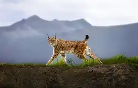 Ortega, Xavier: Walking Lynx