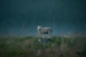 Lindsten, Christian: Moody sheep