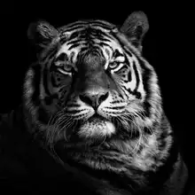 Meermann, Christian: Tiger