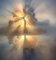 keller: Tree of light