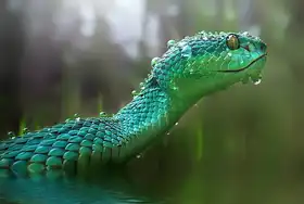 Yan, Hidayat: The Viper
