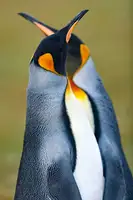 Raga, Gil Joan: King penguin