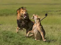 Wang, Yun: Lions mating