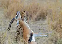 Chadha, Jiti: Posing with her Kill