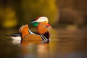 Adamec, Robert: Mandarin duck