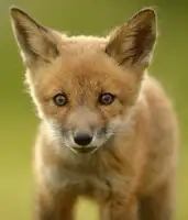Gavra, Assaf: Red Fox Cub