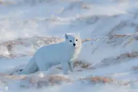 Fischer, Jie: Arctic fox