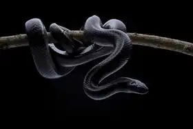 Goh, Shikhei: King Snake