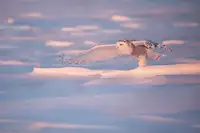 Pozzi, Marco: Pink Owl