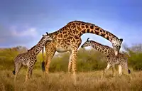 Ortega, Xavier: Giraffe with cubs