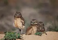 Verdon: Suspicious siblings
