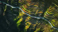 Tianqi: The way of terraced fields