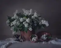Dim, - Dimitar: Still life with white lilac