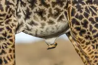 Valluri, Ratna Venkata: Oxpecker and Giraffe
