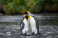 DB, YY: King penguin couple
