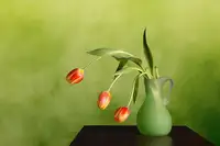 Hewson, Darlene: Droopy Tulips