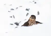 Wallberg, Allan: Eurasian sparrowhawk