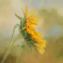 Gray, Gaille: Fading Sunflower