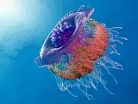 Jager, Henry: Crown Jellyfish