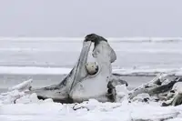 Itoyama, Eiji: My jungle gym