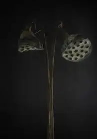 Grønkjær, Lotte: Lotus heads - dried