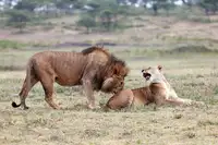 Catta, Alessandro: Flirting Lions