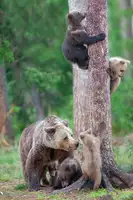 Catta, Alessandro: Bears Kindergarten