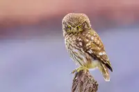 Redaelli, Marco: Angry little owl