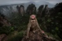 Marchegiani, Roberto: Macaco rhesus
